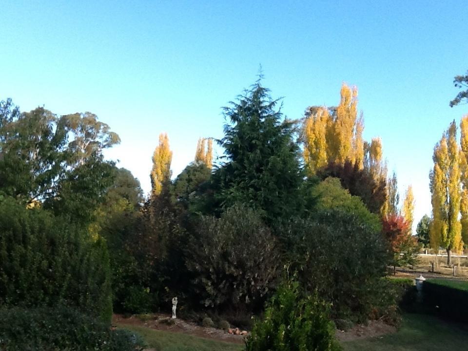 Glen Waverly Farmstay Glen Innes Szoba fotó