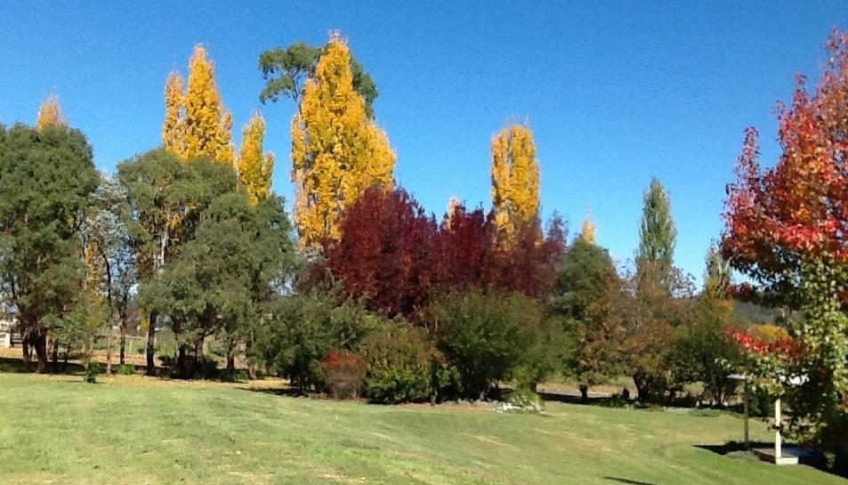 Glen Waverly Farmstay Glen Innes Szoba fotó
